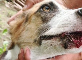 PLAGA DE GUSANO BARRENADOR SE EXPANDE EN EL SALVADOR Y AFECTA A MASCOTAS