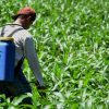 PRODUCTORES SALVADOREÑOS INICIAN SIEMBRA CON OPTIMISMO ANTE BUEN COMIENZO DEL INVIERNO
