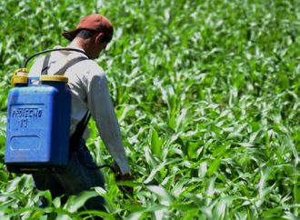 PRODUCTORES SALVADOREÑOS INICIAN SIEMBRA CON OPTIMISMO ANTE BUEN COMIENZO DEL INVIERNO