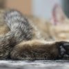 CAPTURARON A HOMBRE ACUSADO DE ABUSAR, MATAR Y REFRIGERAR GATOS EN SAN MIGUEL