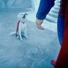 KRYPTO, EL PERRO DE LA NUEVA PELÍCULA SUPERMAN, IMPULSA ADOPCIONES CANINAS A NIVEL MUNDIAL