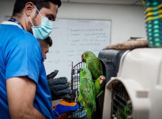LAS AUTORIDADES DESMANTELARON UNA RED DEDICADA AL TRÁFICO ILEGAL DE FAUNA SILVESTRE Y RESCATARON A 36 ANIMALES