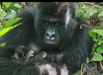 NACEN GEMELOS DE GORILA DE MONTAÑA EN VIRUNGA, UN AVANCE CLAVE PARA LA CONSERVACIÓN