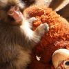 BEBÉ MACACO SE VUELVE ATRACCIÓN EN ZOOLÓGICO DE JAPÓN TRAS CONMOVEDORA HISTORIA EN REDES SOCIALES Y ATRAE TODA LA ATENCIÓN.