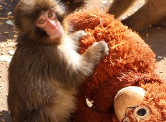 BEBÉ MACACO SE VUELVE ATRACCIÓN EN ZOOLÓGICO DE JAPÓN TRAS CONMOVEDORA HISTORIA EN REDES SOCIALES Y ATRAE TODA LA ATENCIÓN.