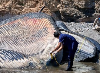 AUTORIDADES DE MEDIO AMBIENTE REPORTAN UNA BALLENA DE BRYDE MUERTA EN UNA ZONA COSTERA DE DIFÍCIL ACCESO EN LA COSTA DE LA UNIÓN