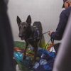 FISCALÍA Y PNC DESARTICULAN ESTRUCTURA INTERNACIONAL VINCULADA AL NARCOTRÁFICO