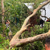 ÁRBOL COLAPSA SOBRE VIVIENDA EN TACUBA, AHUACHAPÁN
