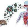 QUÉ ES EL HANTAVIRUS, CUÁLES SON SUS SÍNTOMAS Y QUÉ CONSECUENCIAS PUEDE PROVOCAR