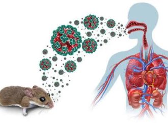 QUÉ ES EL HANTAVIRUS, CUÁLES SON SUS SÍNTOMAS Y QUÉ CONSECUENCIAS PUEDE PROVOCAR