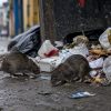 CONFIRMAN TRES MUERTES POR HANTAVIRUS EN VENEZUELA; AUTORIDADES DESCARTAN RIESGO DE CONTAGIO MASIVO