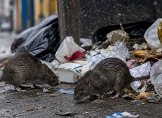 CONFIRMAN TRES MUERTES POR HANTAVIRUS EN VENEZUELA; AUTORIDADES DESCARTAN RIESGO DE CONTAGIO MASIVO