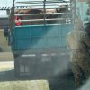 TORO INGRESÓ A UN CENTRO ESCOLAR EN CHALATENANGO Y DEJÓ SIETE ESTUDIANTES LESIONADOS