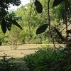 ENCUENTRAN A UN HOMBRE SIN VIDA EN UN ÁRBOL EN SAN PEDRO MASAHUAT