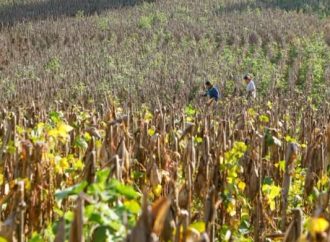 “ESTIMAMOS UNAS 5,500 MANZANAS DE MAÍZ PERDIDAS EN EL SALVADOR”, SEÑALA LÍDER DE LA MESA AGROPECUARIA