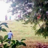 DOS JÓVENES REPORTADOS COMO DESAPARECIDOS FUERON LOCALIZADOS SIN VIDA EN AHUACHAPÁN