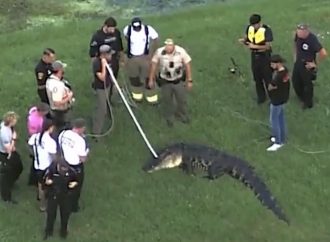 MUERE HOMBRE DE 71 AÑOS TRAS ATAQUE DE UN CAIMÁN EN FLORIDA